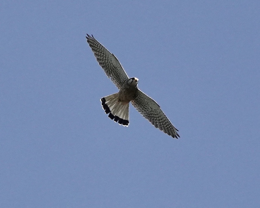 kestrel
